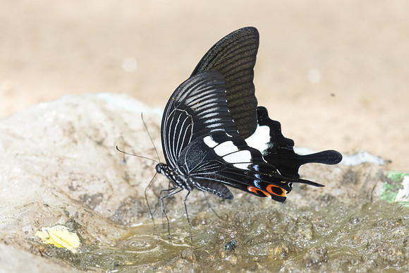 Papilio iswara-0262