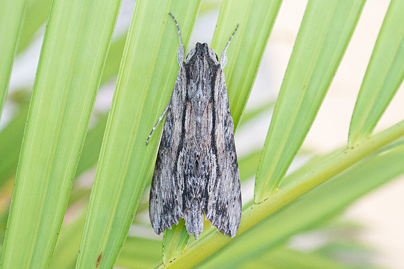 Erinnyis oscura id--7740