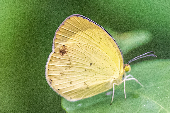 Eurema nise - Uxmal