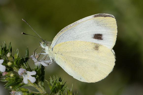 Pieris manii - 9324 - Paris - 24/08/24