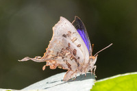 Cheritrella truncipennis-5737- Doi Suthep 1577m - 27/03/25
