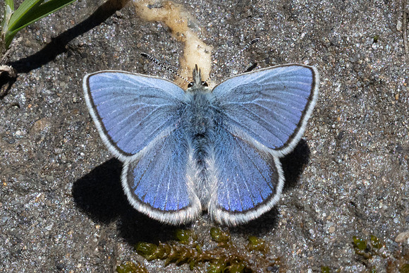 Albulina orbitulus-3035 - Galibier - 28/06/25
