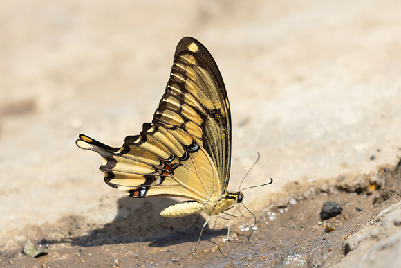 Heraclides thoas-3715 - Guane - 9/06/24