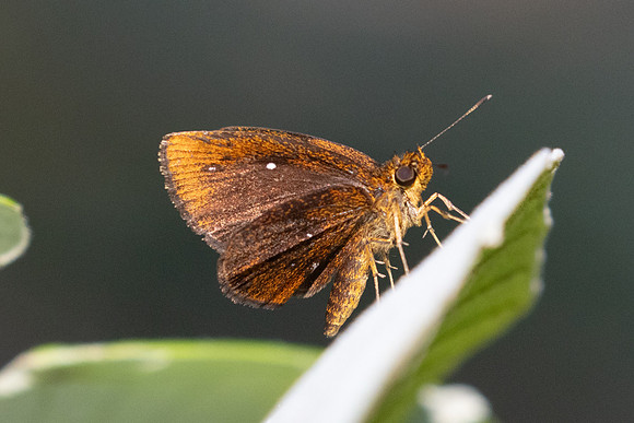 Iambrix salsala-2746 - Chiang Dao - 20/03/25