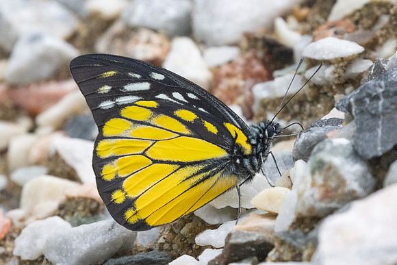 Prioneris thestylis-9005