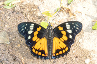 Sephisa chandra-4259