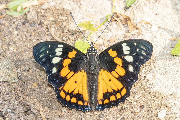 Sephisa chandra-4259