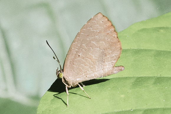Miletus chinensis-2974 - Chiang Rai - 18/11/23