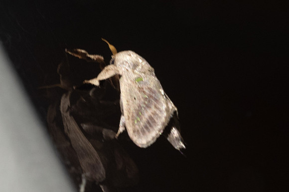 Moth-0324