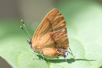 Calycopis demonassa-6216