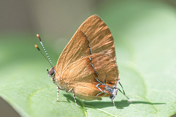 Calycopis demonassa-6216