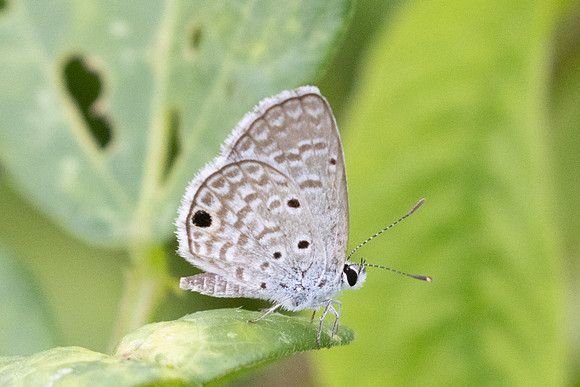 Hemiargus hanno-9273 - Cartagena - 4/06/24