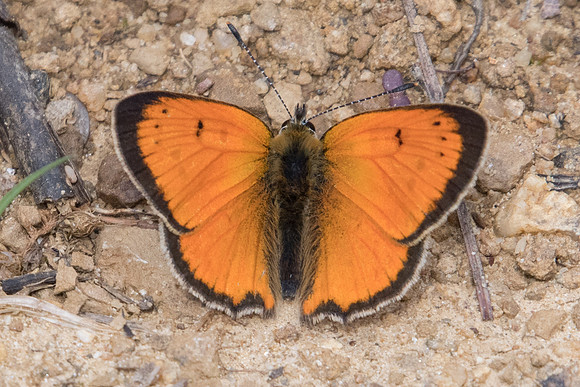 Lycaena ottomana ♂-3423  - Alexandroupoli - 11/04/22