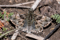 Carcharodus alceae-7749
