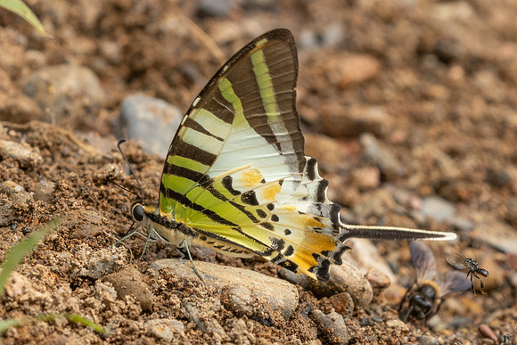 Graphium antiphates-2121