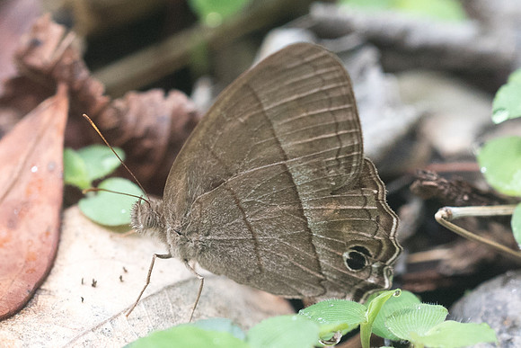 Cissia similis-1225