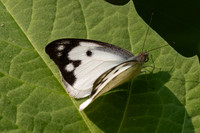 Appias lalage-4190 - Doi Inthanon - 24/03/25