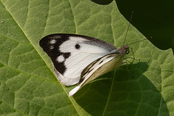 Appias lalage-4190 - Doi Inthanon - 24/03/25