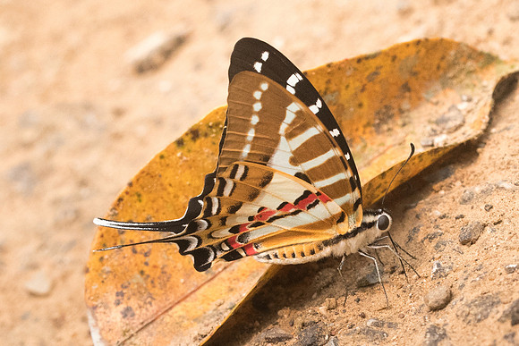 Graphium nomius swinhoei-4791- Chiang Dao - 12/03/23