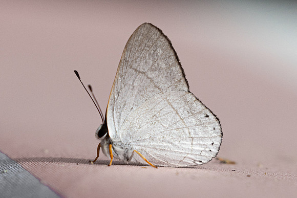 Euselasia eupatra-5906 - Salento - 16/06/24
