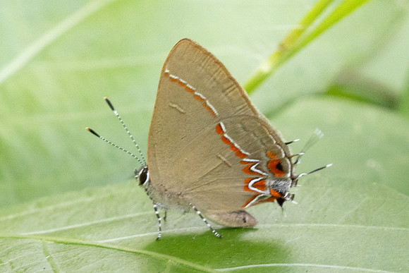 Calycopis origo-3678 - Guane - 9/06/24