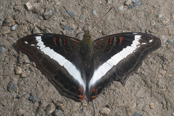 Limenitis dudu secius-1334  - Chiang Dao - 16/11/23