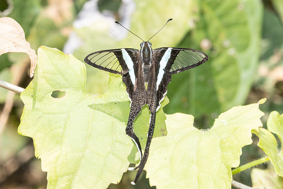 Lamproptera meges-2676- Chiang Dao - 20/03/25