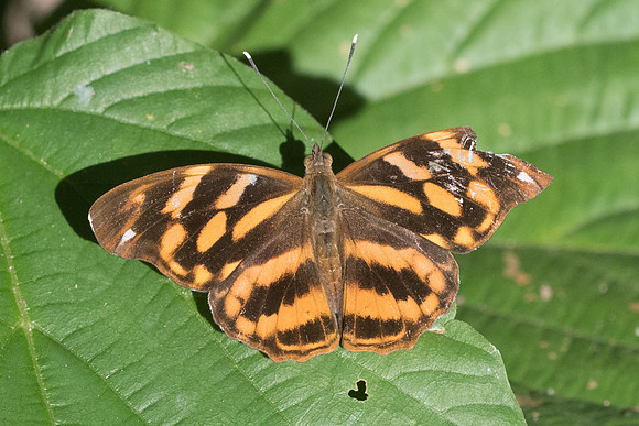 Herona marathus marathus-3094 - - Chiang Rai - 18/11/23