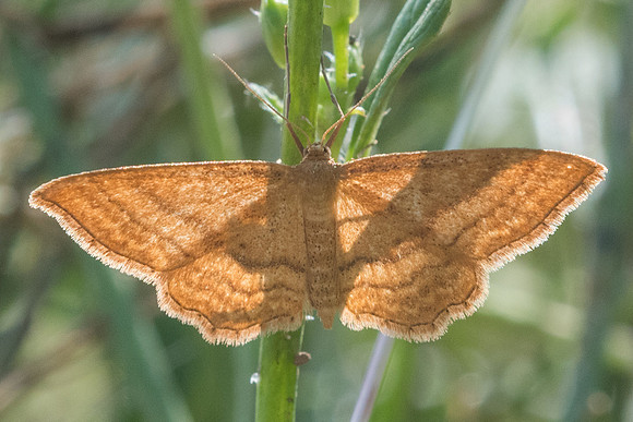 Idaea ochrata-7423