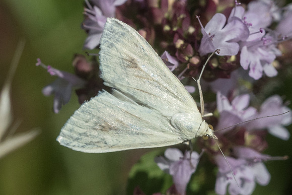 Sitochroa palealis - 6616 - Manre - 14/08/21