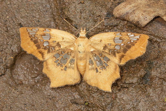 Ctenoptilum vasava-2148- Chiang Dao - 19/03/25
