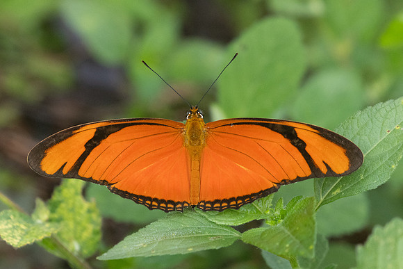 Dryas iulia-3906 - Barichara - 10/06/24