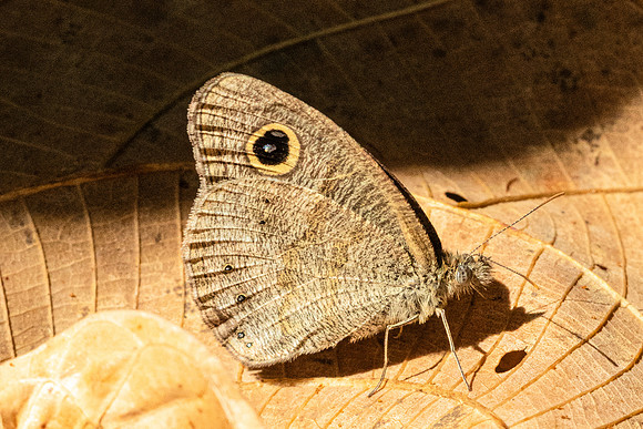 Ypthima similis-4717- Doi-Inthanon - 23/03/24