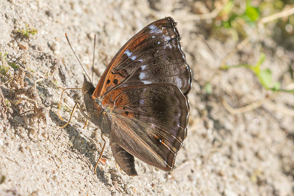 Rohana tonkiniana-5182