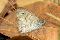 Ypthima sp-2855