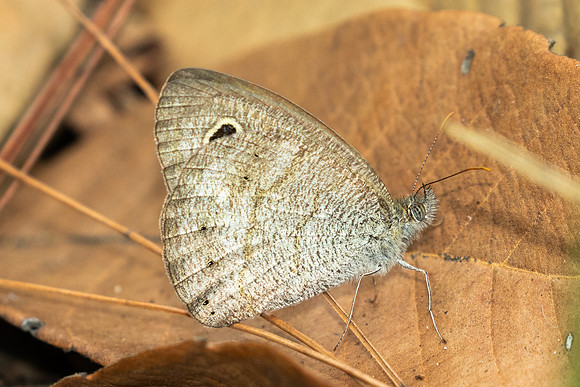 Ypthima sp-2855
