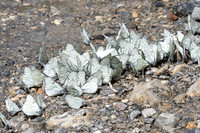 Aporia crataegi-0122 - Argentière la Bessée - 23/06/25