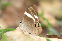 Abisara fylla-2887