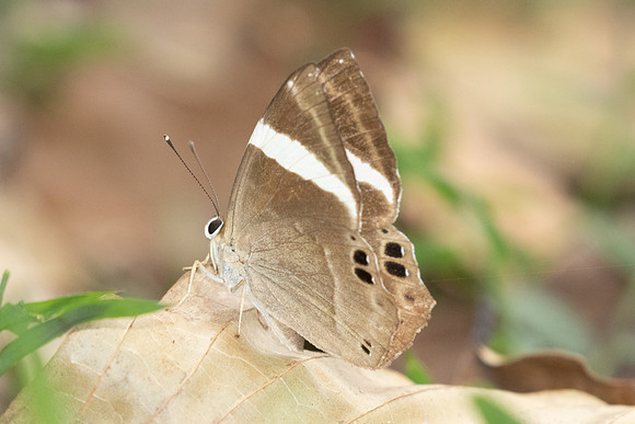 Abisara fylla-2887