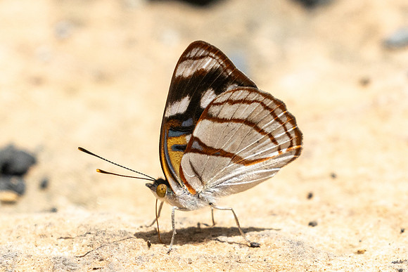 Dynamine colombiana-3638