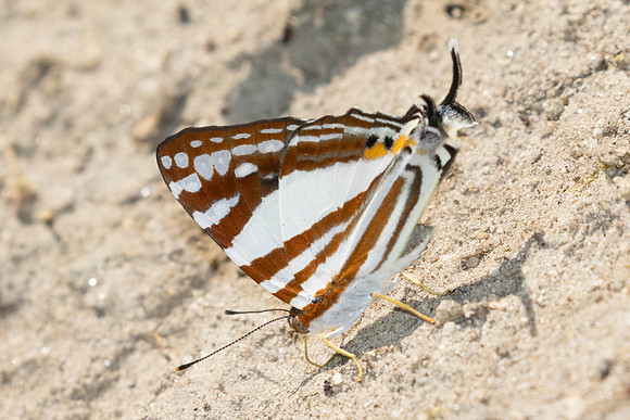 Dodona deodata-3736