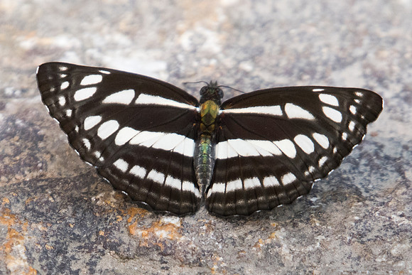 Neptis soma shania-5198- Doi Suthep - 9/03/23