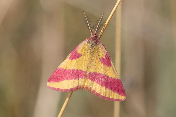 Lythria cruentaria-8850- Fontainebleau - 4/08/24