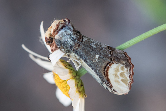Phalera bucephala-2241 - Briançon