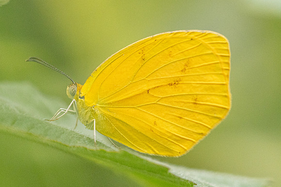 Pyrisitia proterpia-2495  - Barichara - 9/06/24