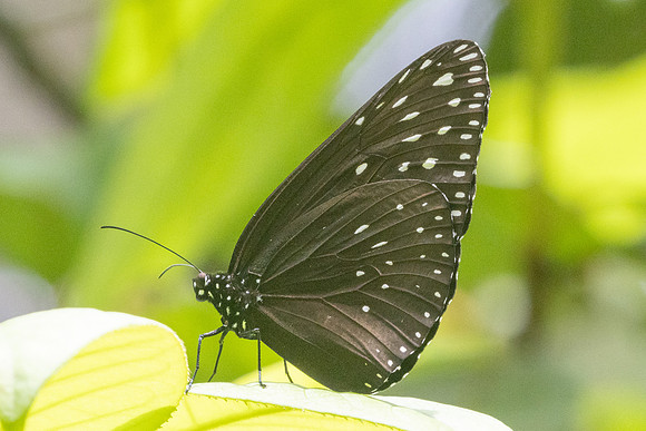 Euploea camaralzeman-8823 - Fraser's Hill - 11/03/25