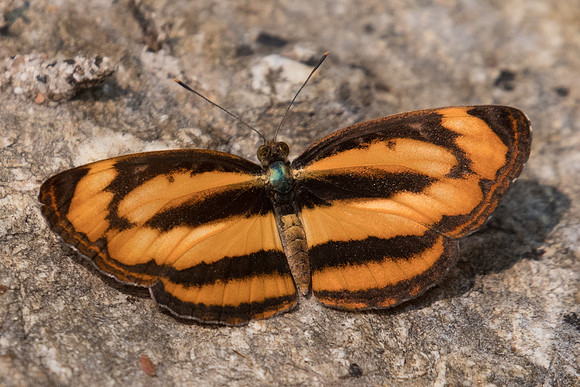 Pantoporia hordonia hordonia-3441- Doi Suthep - 8/03/23