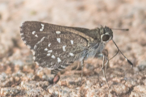 Amblyscirtes tolteca-5184