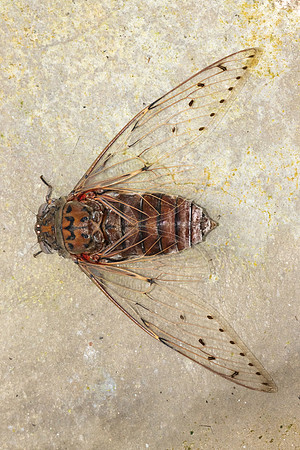 Insecte Malaisie-8330