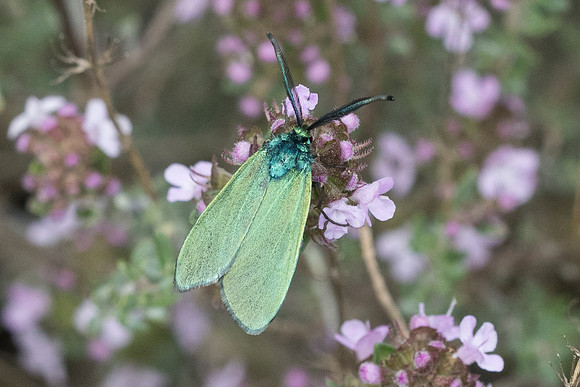 Adscita sp ♂-7685 - Cipières - 15/05/21